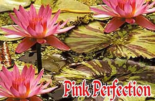 ‘Pink Perfection’ Tropical Water Lilies showing colorful mottled lily pads.