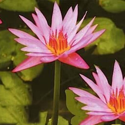 'Pink Star' Tropical Water Lily