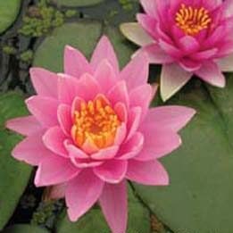 Pink Sensation Hardy Water Lily