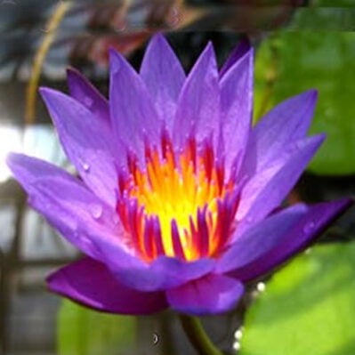 'Purple Perfume' Tropical Water Lily