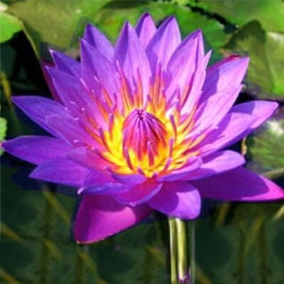 'Purple Tigress Tricker' Tropical Water Lily