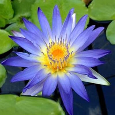 'Purple Starburst' Tropical Water Lily