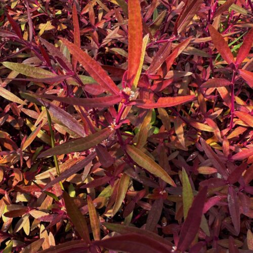 'Red Hygrophila' Oxygenating Plant - Image 2
