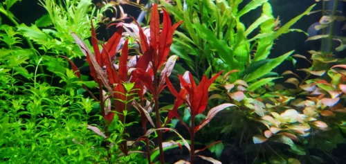 'Red Hygrophila' Oxygenating Plant - Image 3