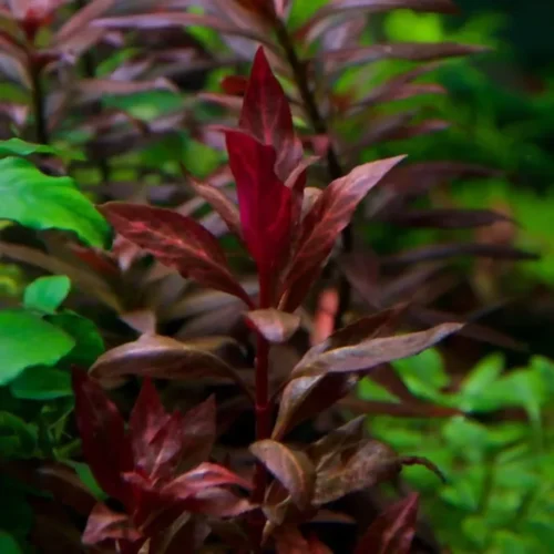'Red Hygrophila' Oxygenating Plant