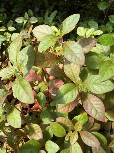 'Red Rotala' Aquarium Plants