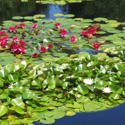 Red and White Water Lilies in Pond