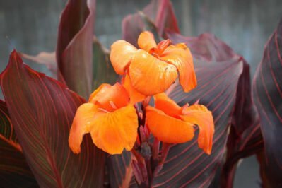 Aquatic Variegated Red Canna Plant