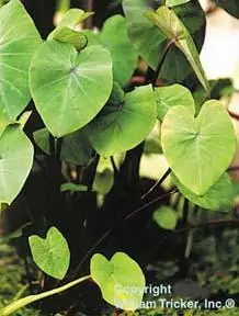 水草 taro Red Stem Taro' Aquatic Plant - William Tricker's Water Gardens