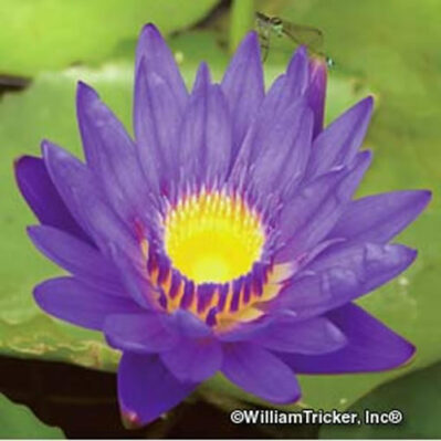 ‘Royal Purple’ Pygmy Tropical Water Lily Old img 'Royal Purple' Pygmy Tropical Water Lily