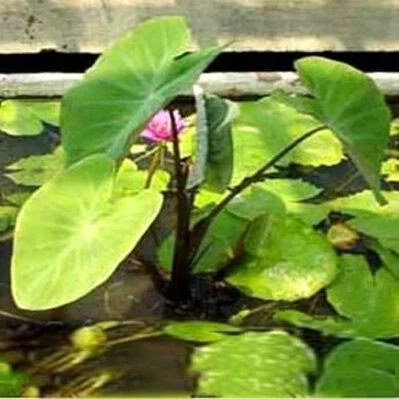 Taros - Water Gardening & Outdoor Decor