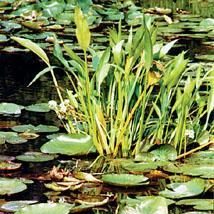 'Grassleaf Arrowhead' Aquatic Plant