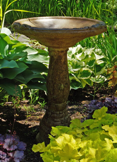 Wide Vine Birdbath