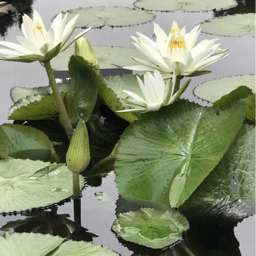 Sir Galahad Water Lilies