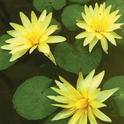 'St Louis Gold' Pygmy Tropical Water Lily