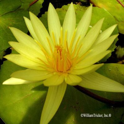 ‘St. Louis’ Gold Tropical Water Lily 'St. Louis' Gold Tropical Water Lily closeup.
