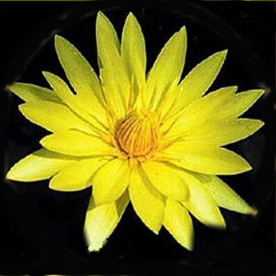 ‘St Louis Gold’ Pygmy Tropical Water Lily - black background