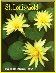 ‘St. Louis’ Tropical Water Lilies – three from old Tricker’s images ‘St. Louis’ Tropical Water Lilies