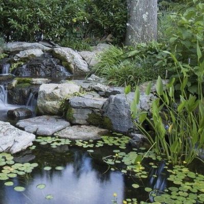 Still pond and plants