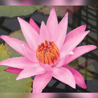 'Sturtevant Night-Blooming' Tropical Water Lily