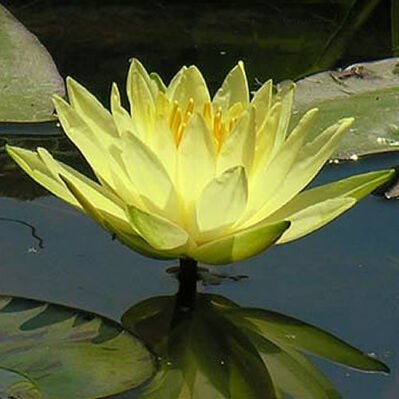 Sulphurea Hardy Water Lily in a pond.