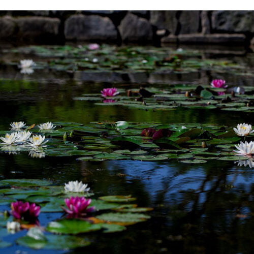 Thrift Trio Water Lilies