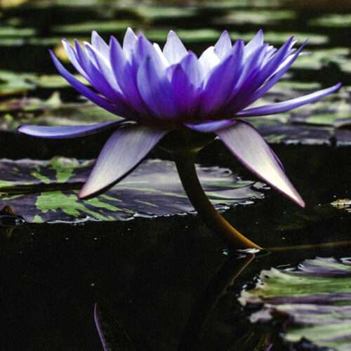 'Black Price' tropical water lily blossom with mottled pads.