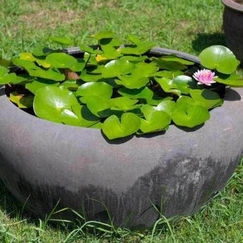 Beautiful water lily and lotus water plant in a pot.