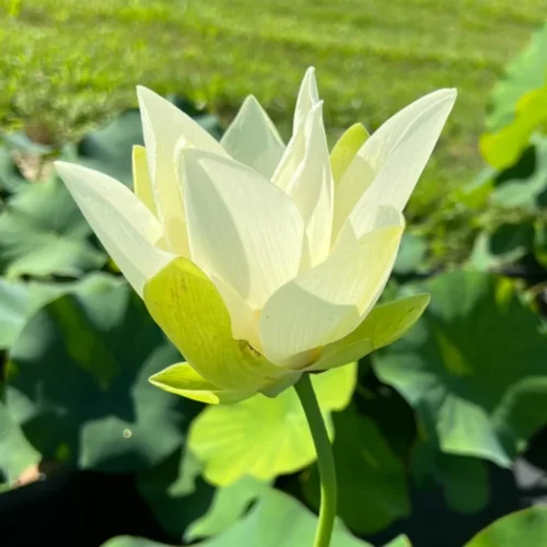 'Tulip' Lotus close-up of flower.