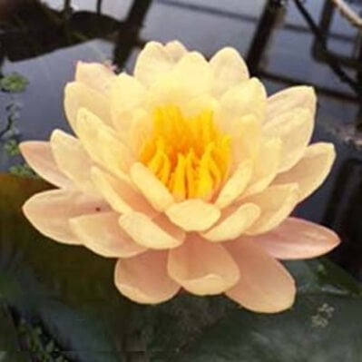 Mangkala Ubol Hardy Water Lily Blooming