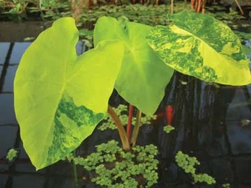 'Variegated Yellow Taro' Plants