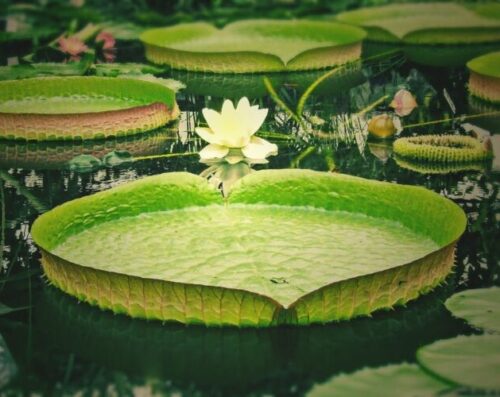 Victoria Large Water Lilies and Flower