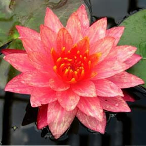 'Wanvisa' Hardy Water Lily