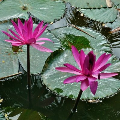 'Emily Grant Hutchings' Night-Blooming Tropical Water Lily