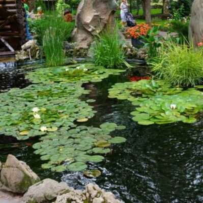 A pond with decorative green leaves in the park.