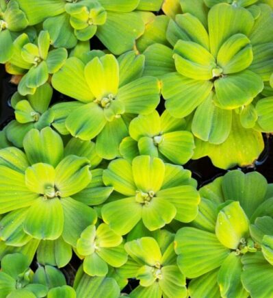 Water Lettuce Floating Plants.