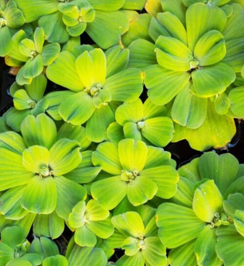 Water Lettuce Floating Plants.