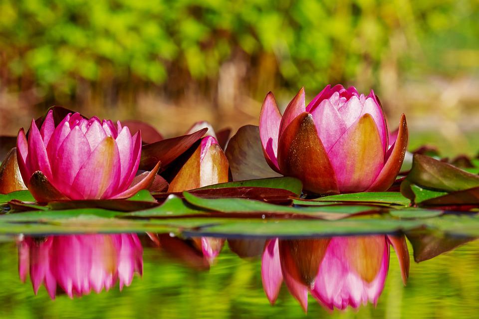 Red Water Lilies in Pond