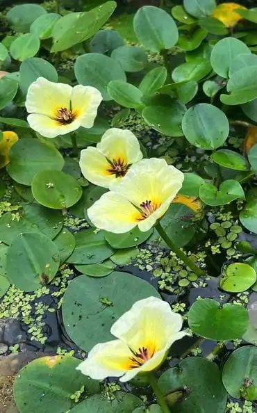 Tricker's Water Poppy Aquatic Plant - Thumbnail 3