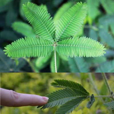 Touching a Water Sensitivity Plant