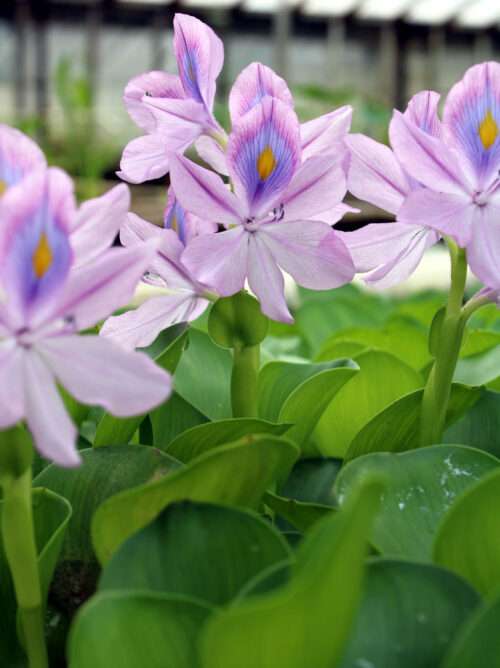 Water Hyacinths Blooming with Pretty Leaves