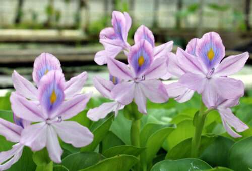 Water Hyacinths Blooming