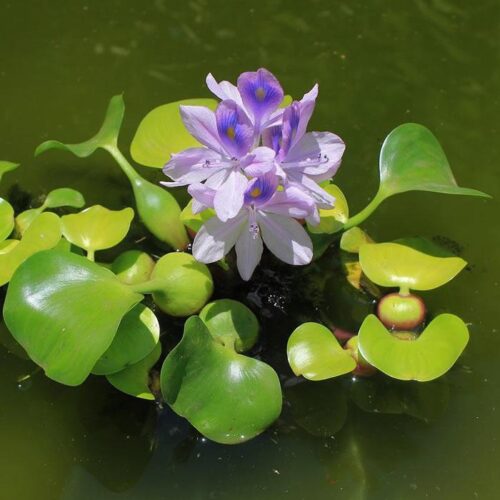 Purple Water Hyacinth