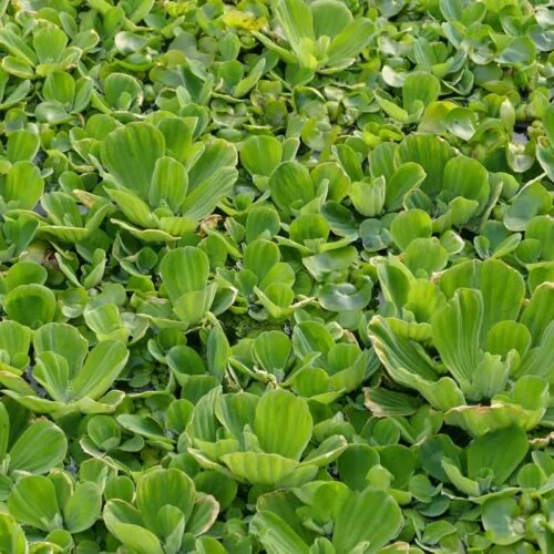 'Water Lettuce' Floating Plants