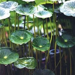 'Water Pennywort'