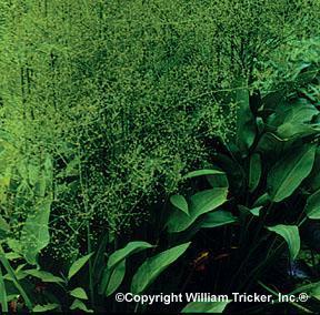 'American Water Plantain' Bog Plant