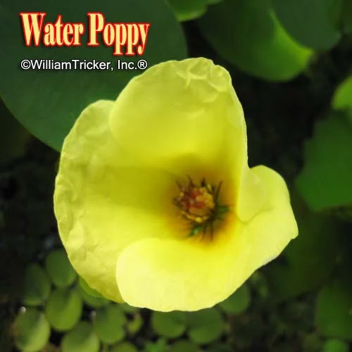 Tricker's Water Poppy Aquatic Plant - Thumbnail 2