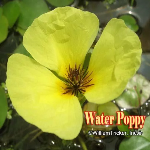 Tricker's Water Poppy Aquatic Plant