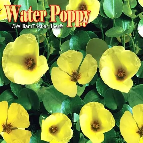 Tricker's Water Poppy Aquatic Plant - Thumbnail 4