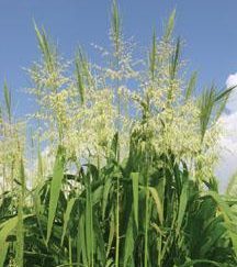 'Wild Rice' Bog Plants